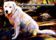 West Coast Maremma Rescue