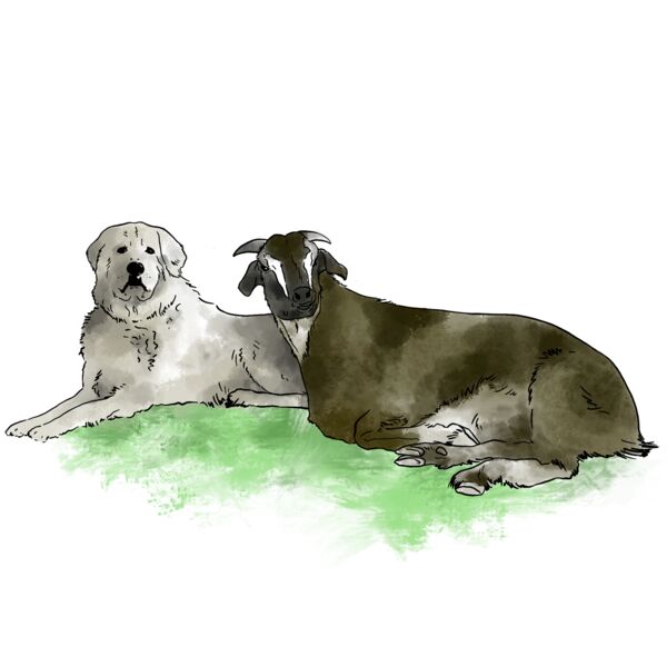 Maremma and goat1 large print Thumbnail