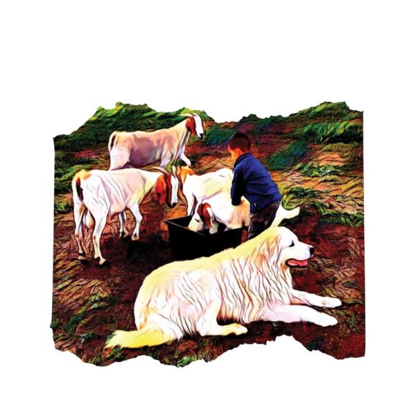 Boy  dog and goats Thumbnail
