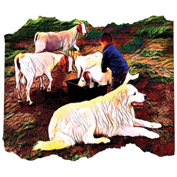 Boy  dog and goats medium Thumbnail